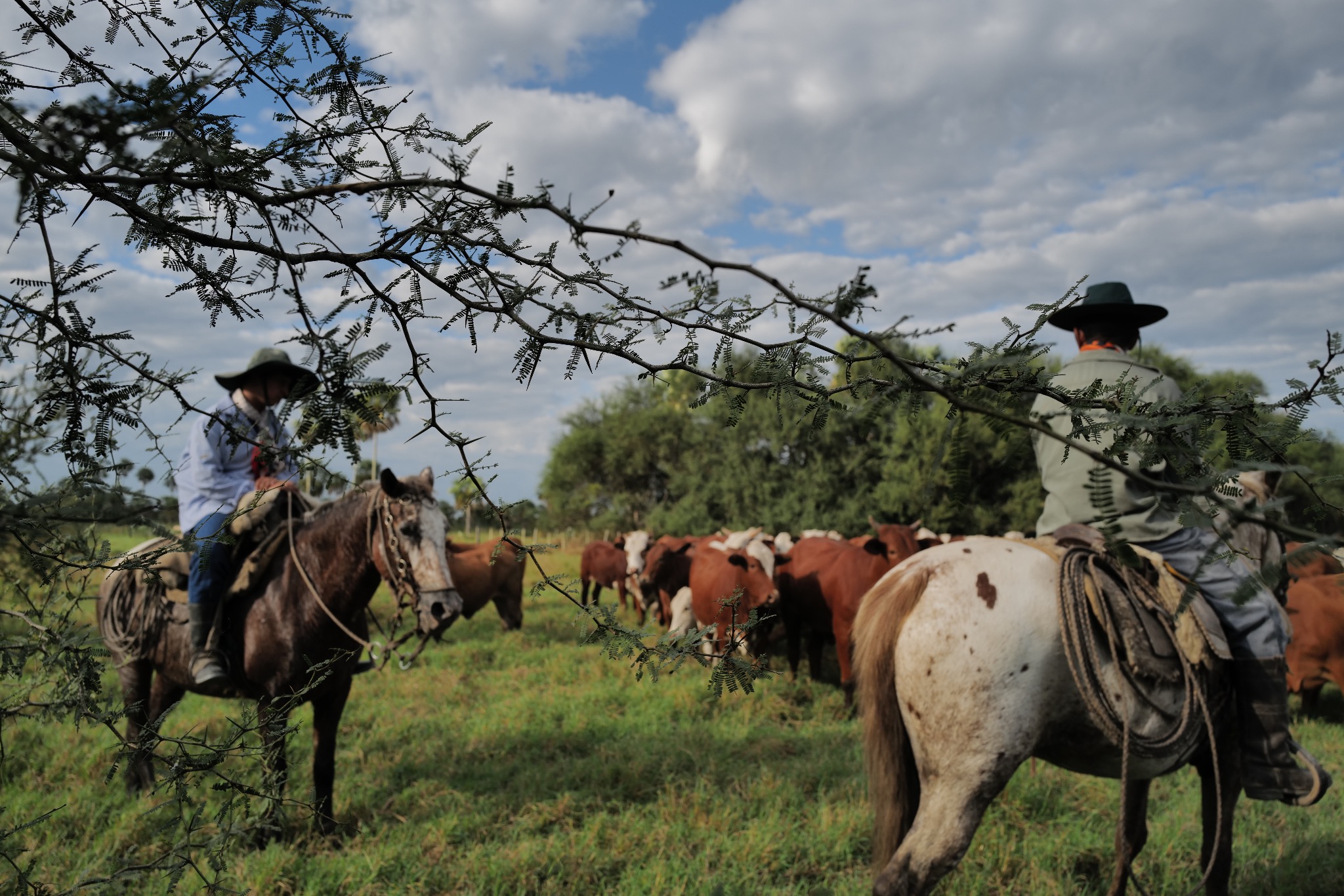 Cowboys managing cattle with care in the Chaco